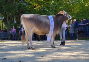Schpfheim Rinder Champion